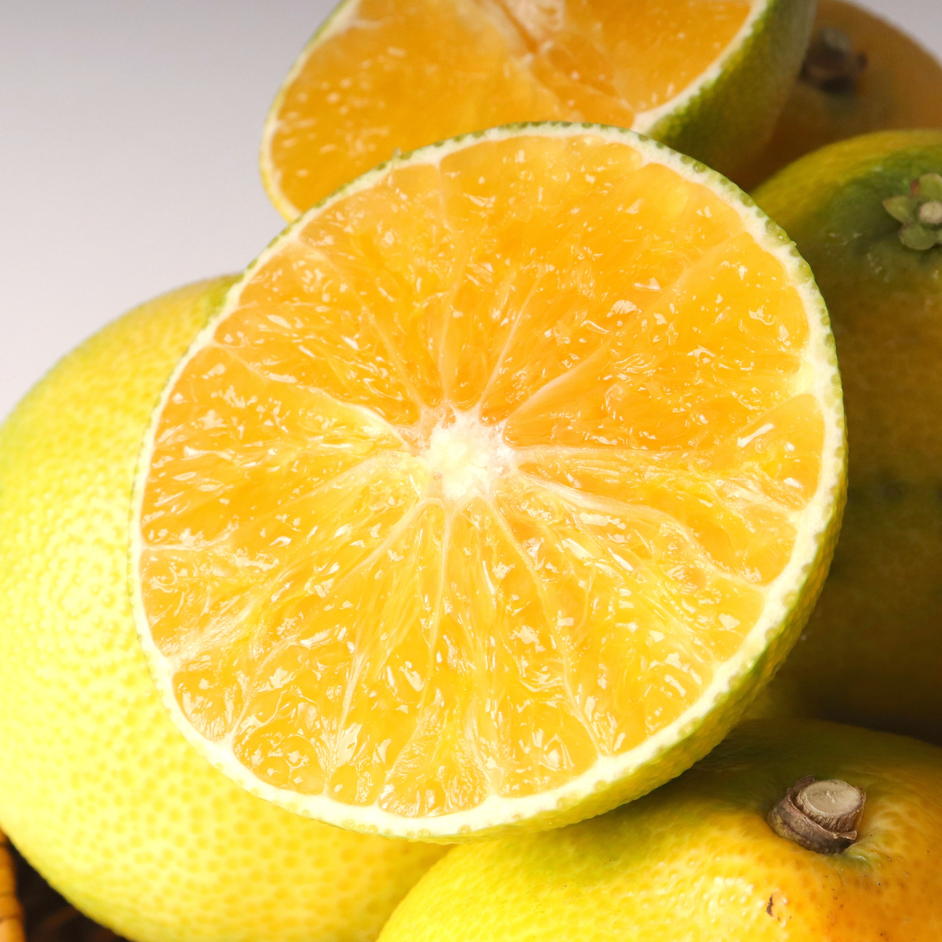 제철에 진심 제주 황금향 선물세트 50,900원