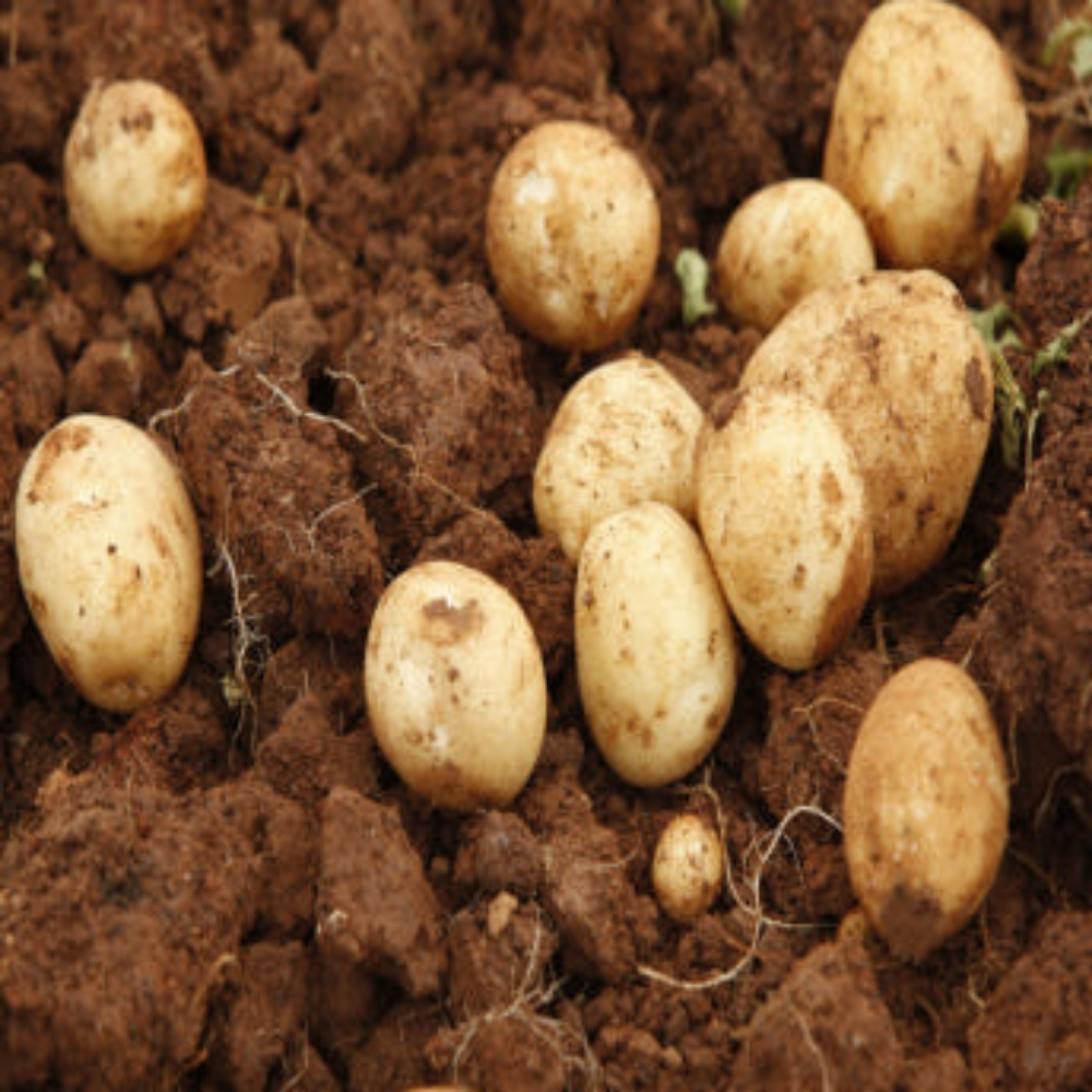 강원도 두백 씨감자 [ 두백 4kg ] 쪄먹는감자 분감자 튀김용 감자 감자씨앗 햇감자 정품씨감자 대서 두백 홍영 자영 백작 왕산 수미 씨감자 강원도 씨감자, 1개 20,000원