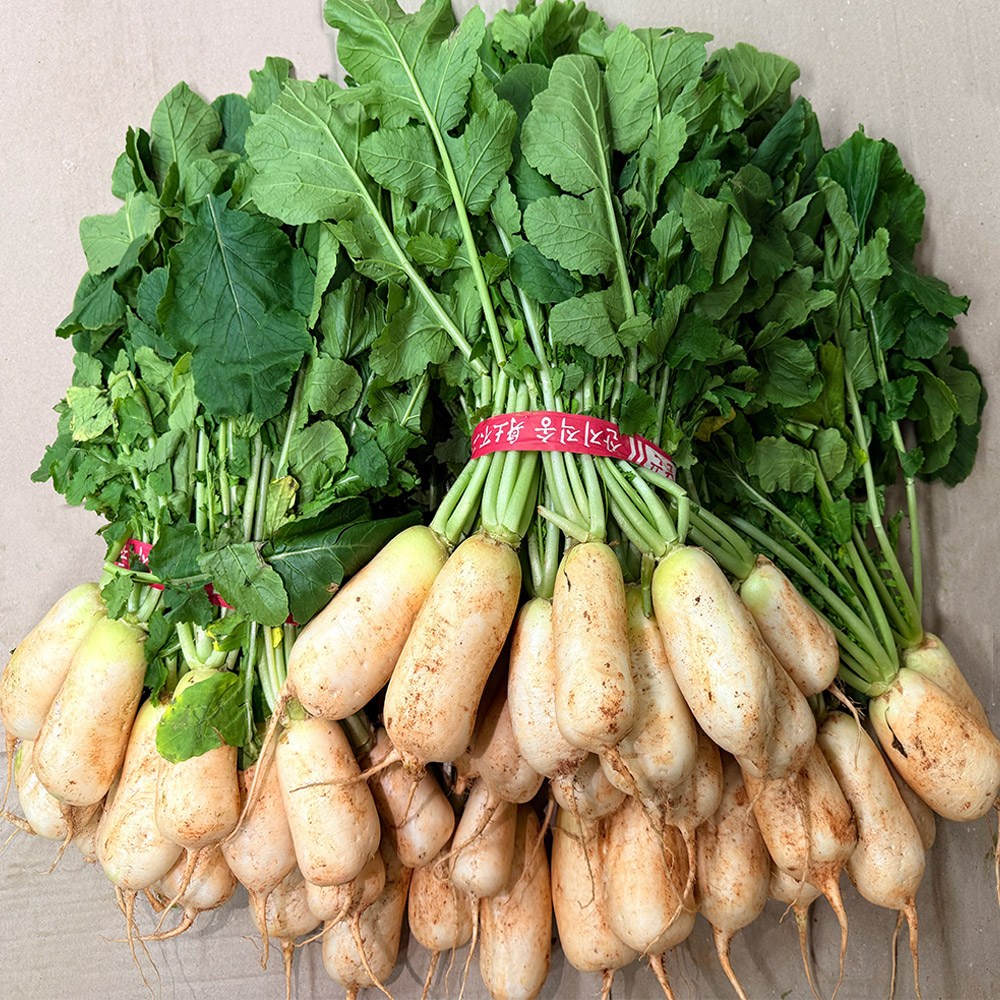 스마일프레쉬 전남 영암 초롱무 총각무 알타리무, 1개, 알타리무 4단 10kg 내외 39,900원