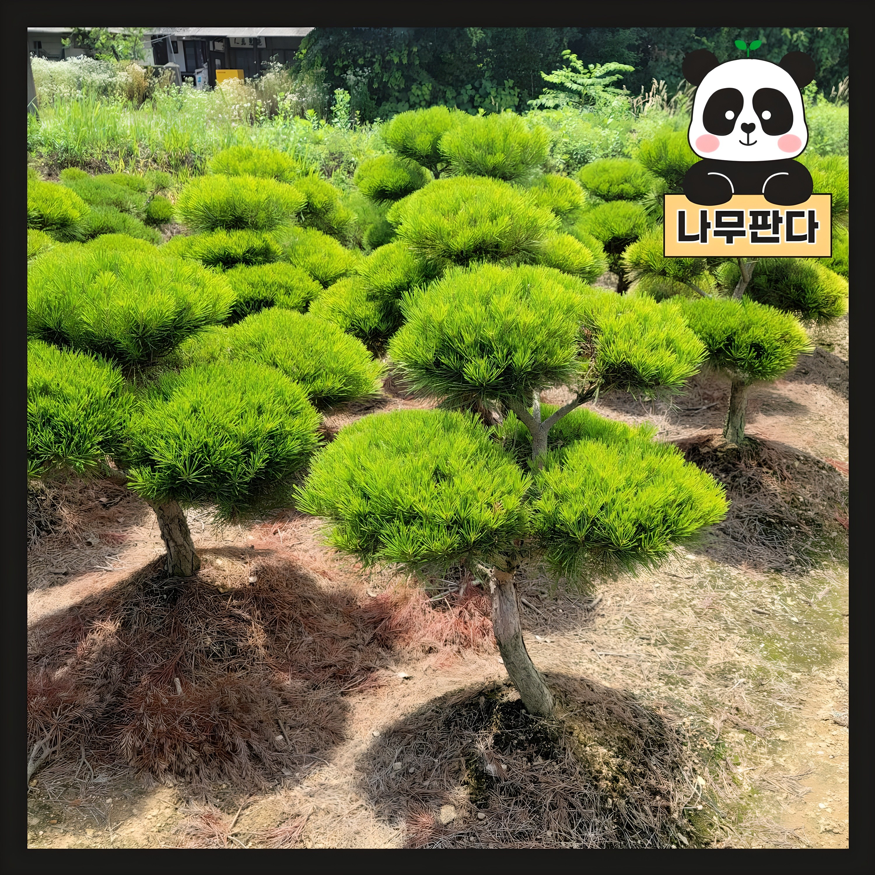 소나무 묘목 적송 1m내외 플러그묘 나무판다, 1개 13,000원