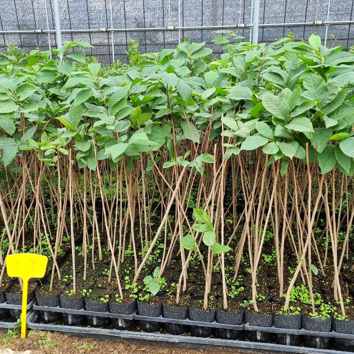 목하원예조경 포포나무 (뽀뽀나무) 5치포트 포포 묘목 실생 2년생나무 유실수 정원수 노지월동 10,000원