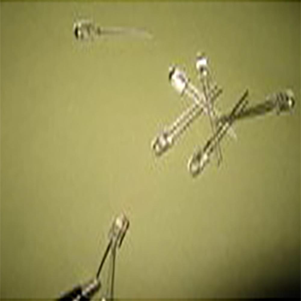 (사이언스마켓) 일반 발광 다이오드(LED) 적색/녹색/황색(적35개녹35개황30개합계100개/팩) 13,200원