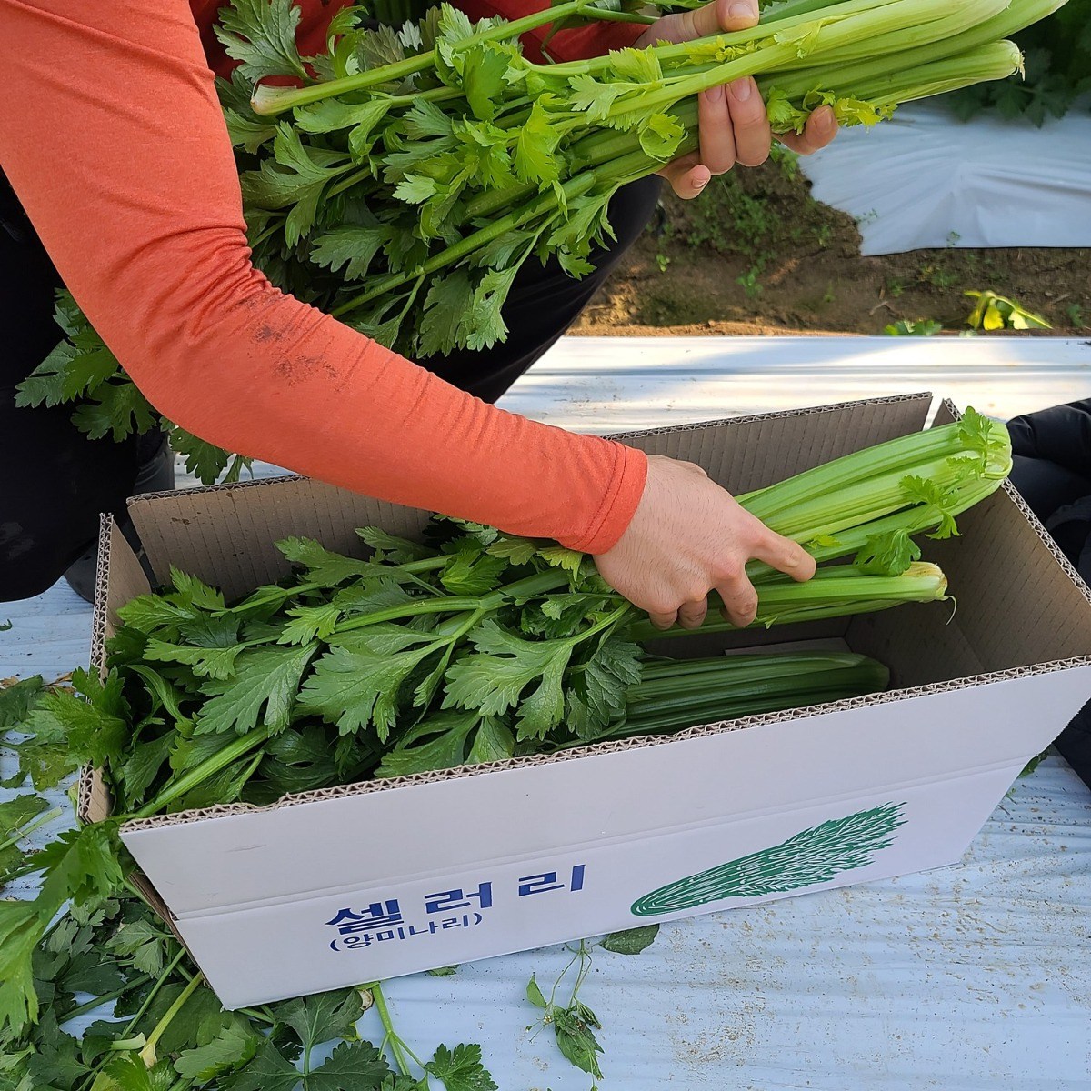 샐러리 셀러리 친환경 무농약 3KG 5KG 국내산 산지직송 즙용 백화점 대형마트 입점 23,900원