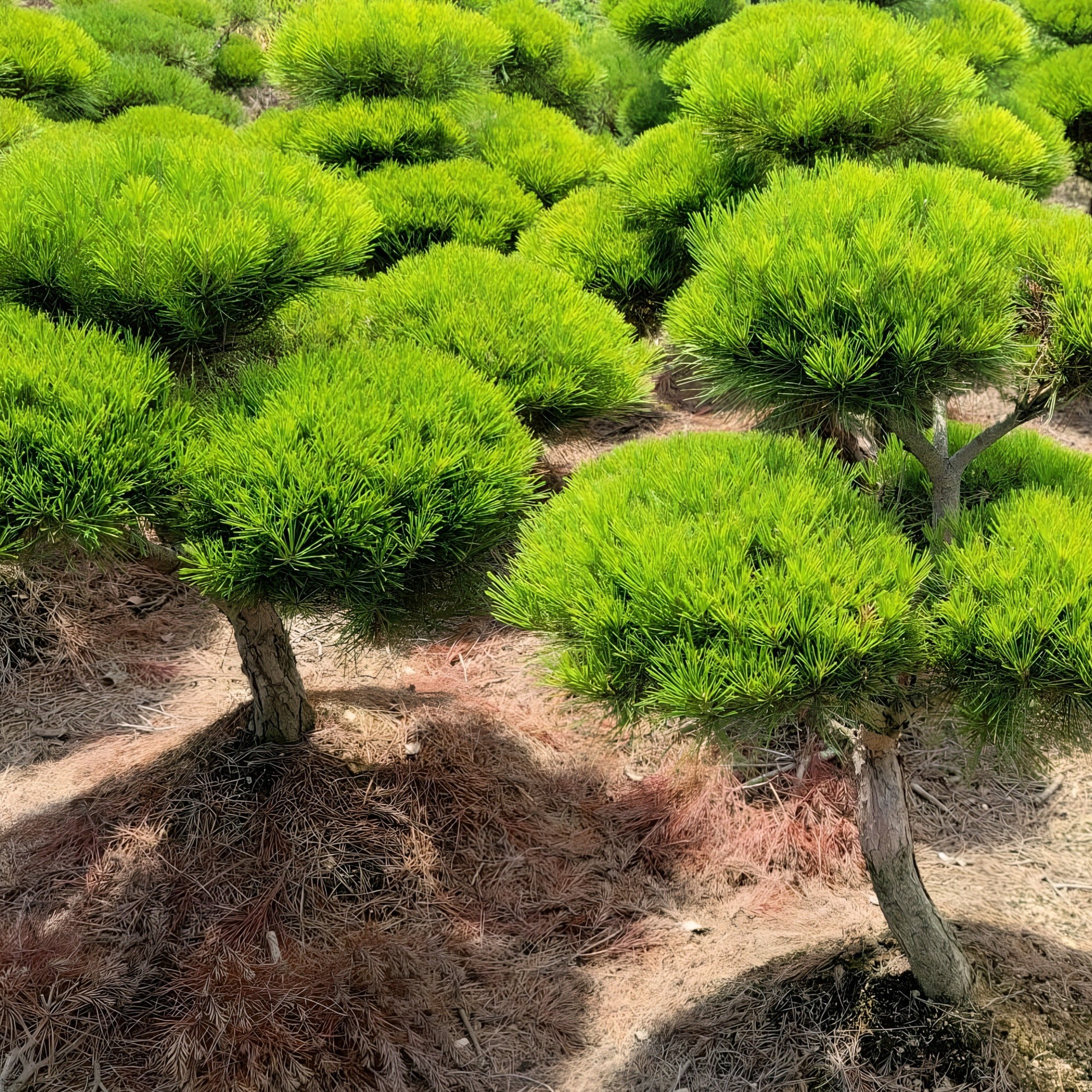 소나무 묘목 적송 1m내외 플러그묘 나무판다 13,000원