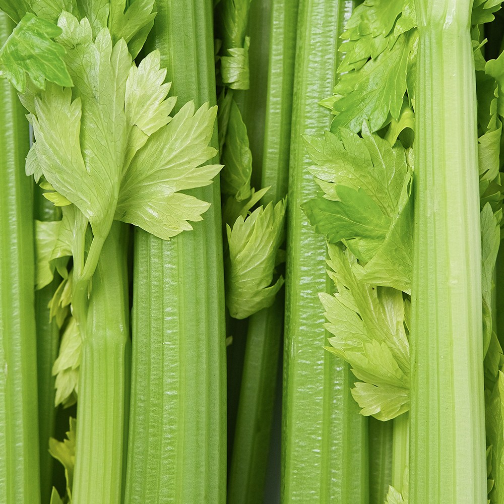 친환경 국내산 유기농 샐러리 국산 셀러리 500g 1kg, 1박스, 500g 9,900원