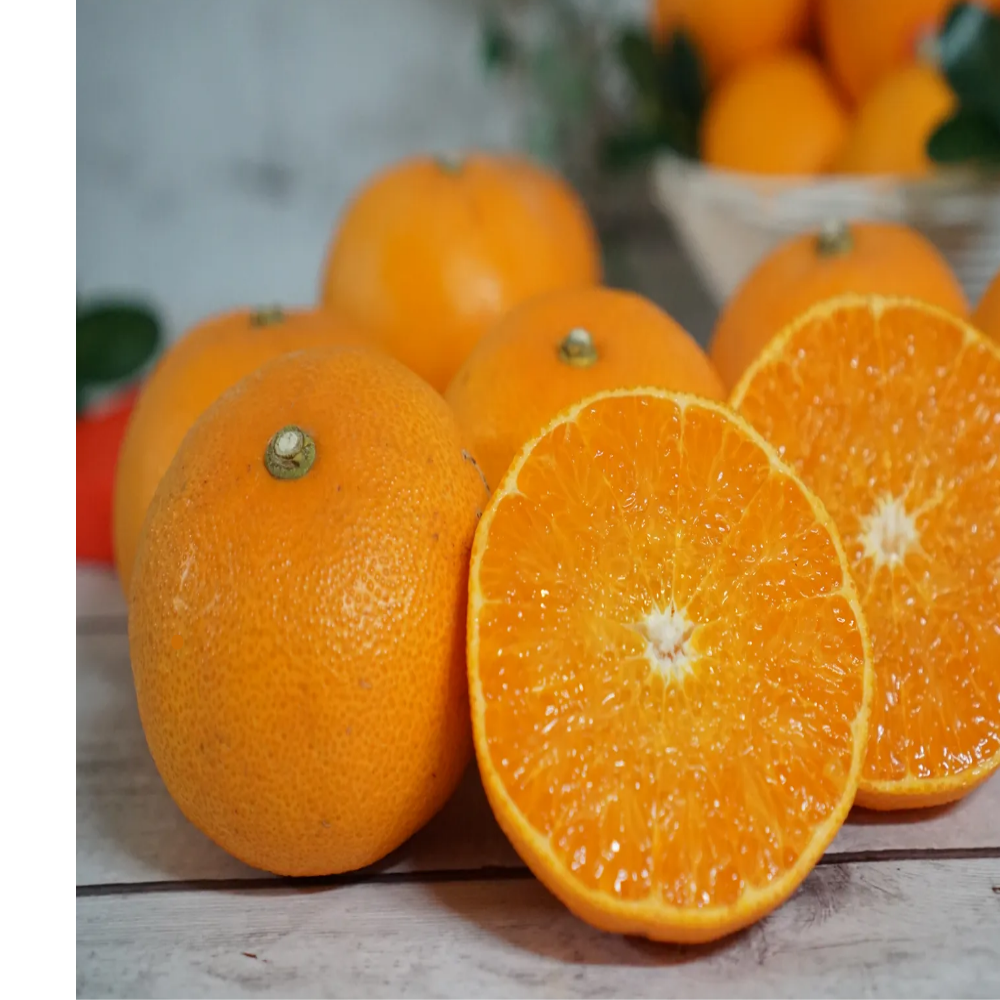 [한정특가] 해피팜제주 농장직송 고당도 제주도 천혜향, 1박스, 10kg 53,500원