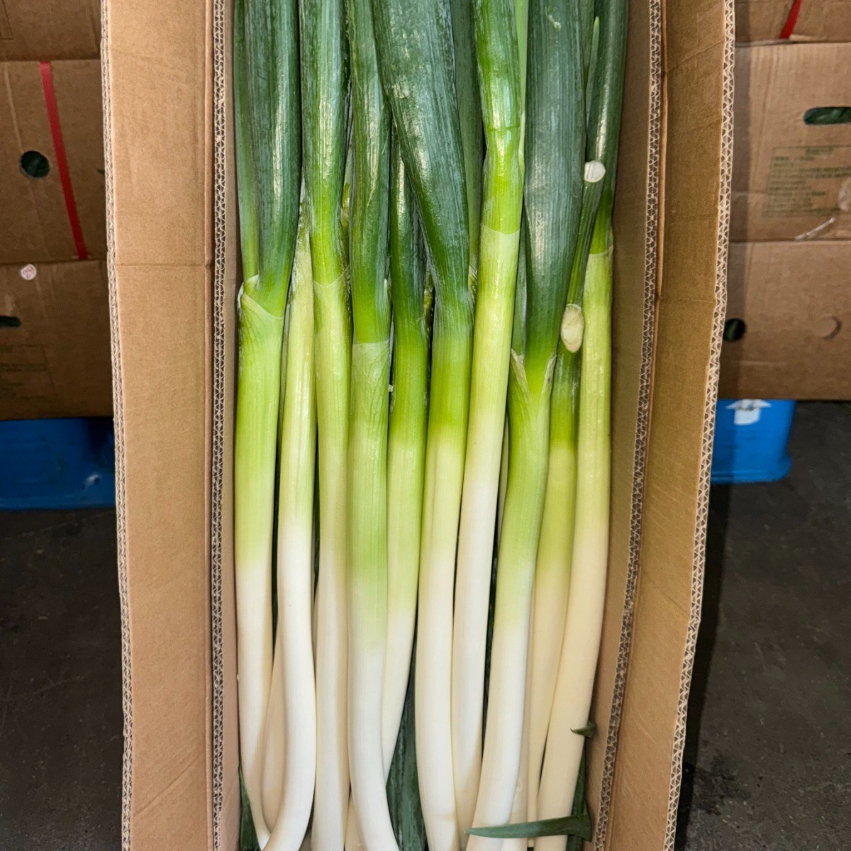 수입대파 중국산 손질대파 식당용 식자재 대용량 10kg, 1개 [원산지/상세설명에 표시], 1박스, 10kg 17,800원