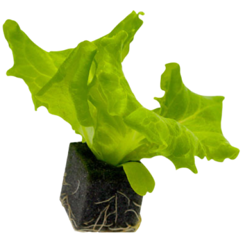 자람홈미니 수경재배 카이피라 모종, 6개 6,200원