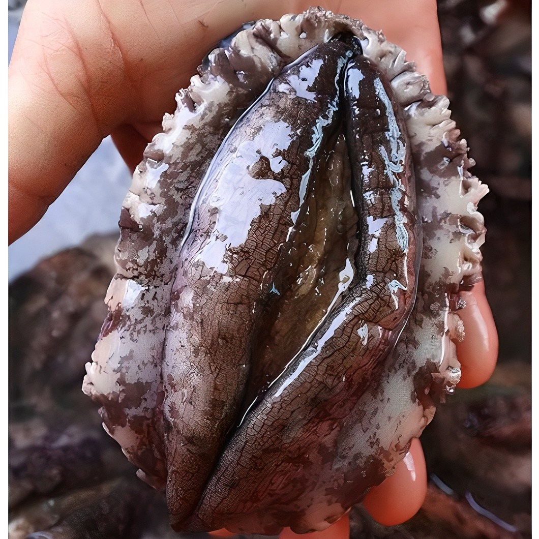 싱싱해 완도 활 전복 26,700원