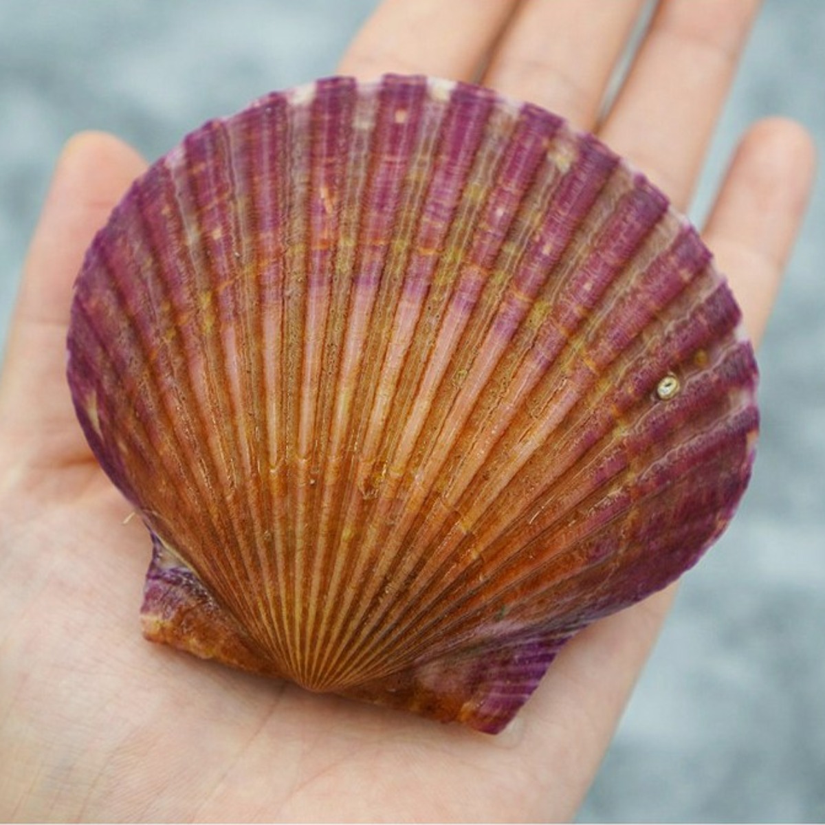 바다의품격 통영 제철 세척 비단 홍가리비, 3개, 1kg 16,690원