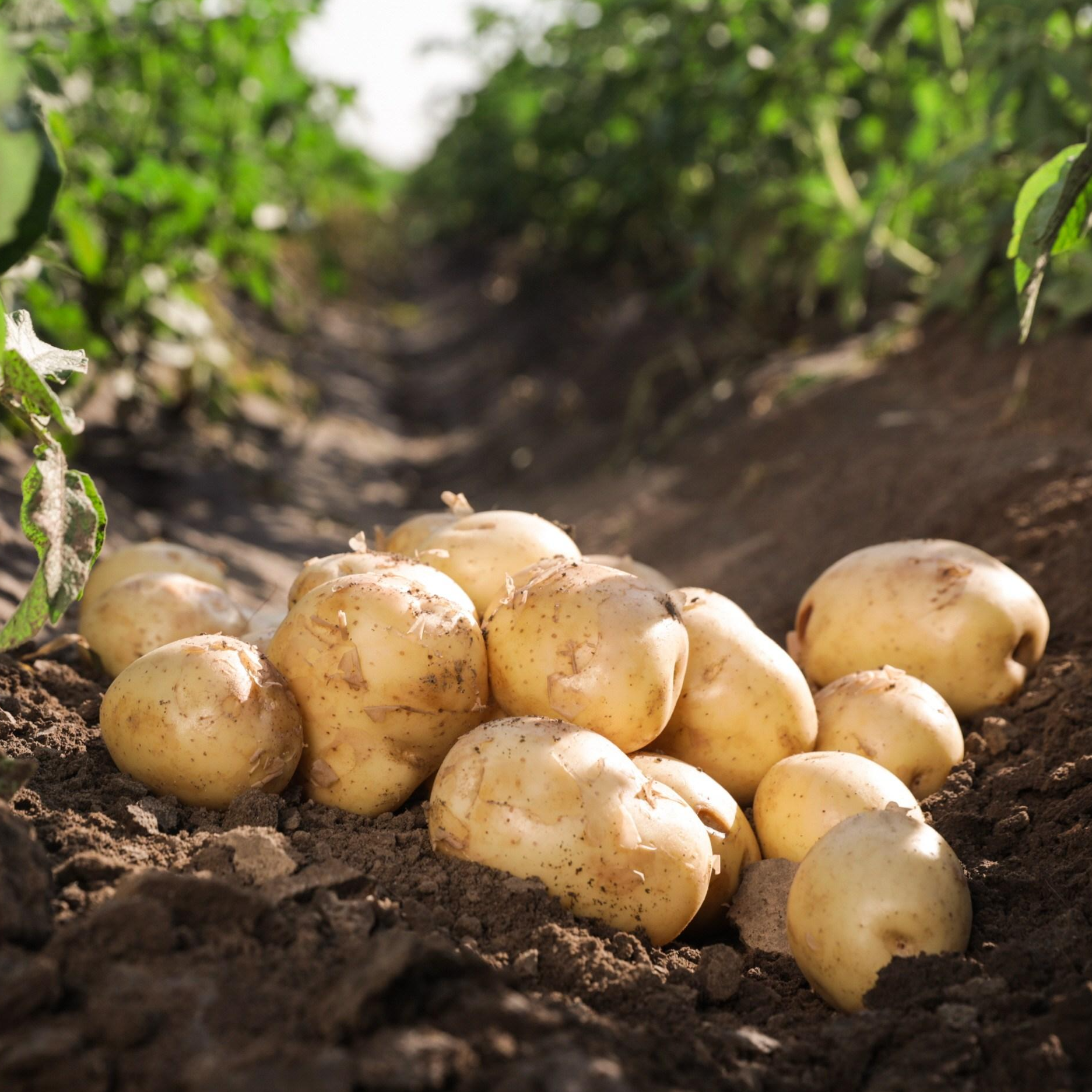 모두의보부상 산지직송 지금특가 포슬포슬한 두백감자 분감자, 1박스, 왕특 10kg 47,550원