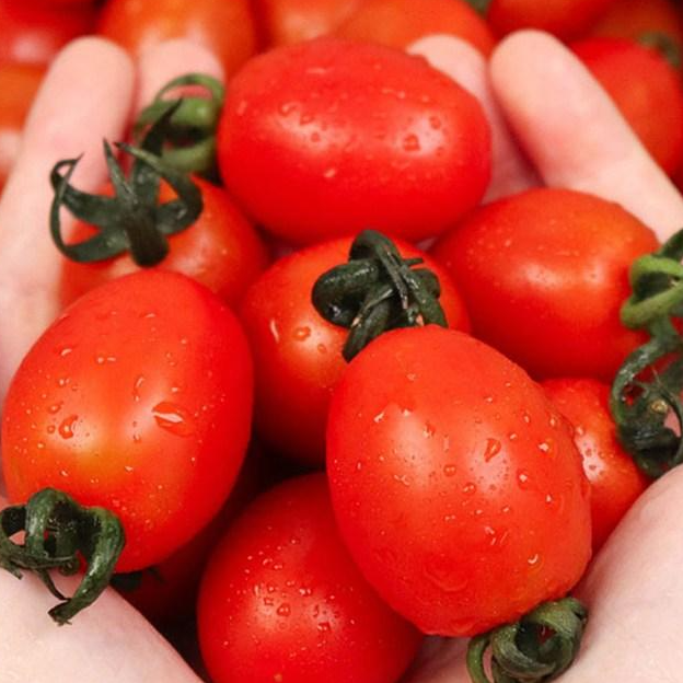 [으뜸마켓] 산지직송 달콤상콤 스테비아 방울 토마토 18,900원