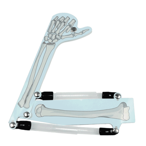 (한진과학)몸이 움직이는 원리 알아보기(2인 세트) 5,000원