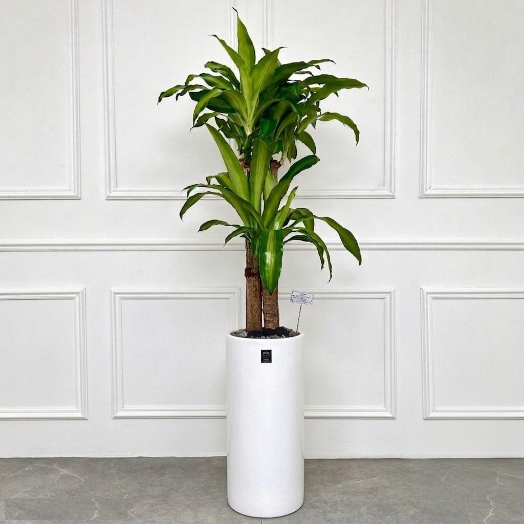 에코플랜트(서랍형받침+리본증정+당일배송) 녹보수 공기정화 식물 개업식 사무실 이전 개원 집들이 개업 축하 화분, 04.행운목원형, 1개 93,500원