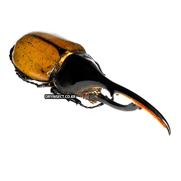 (Dynastes hercules) 헤라클레스장수풍뎅이 A- 곤충표본 115,000원