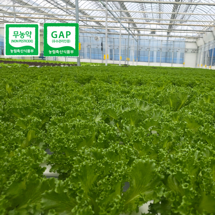 [도하팜] [프릴아이스 단일품목] 수경재배 무농약 GAP 유럽샐러드, 1개, 1kg 10,500원