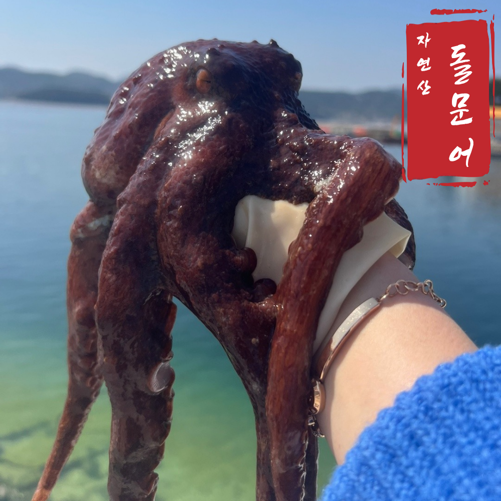 [통영직송] 자연산 최상급 활 돌문어 대사이즈 1kg 3kg 1~3미 생물 숙회 제수용 당일조업 30,900원