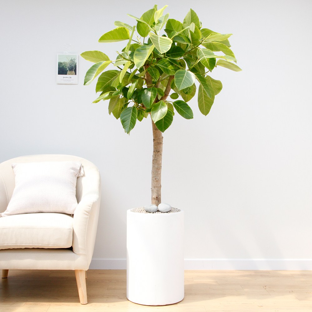 드셀플라워 금전수 특대형 집들이 선물 승진 사무실 이전 병원 개원 개업식 축하 화분 배달 당일배송 시멘트 149,000원