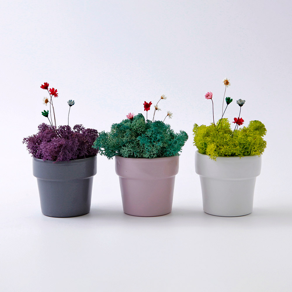 morningscent 스칸디아모스 비아포트 이끼 미니화분 1번 드라이 플라워 15p 랜덤발송 세트, 1세트 12,900원