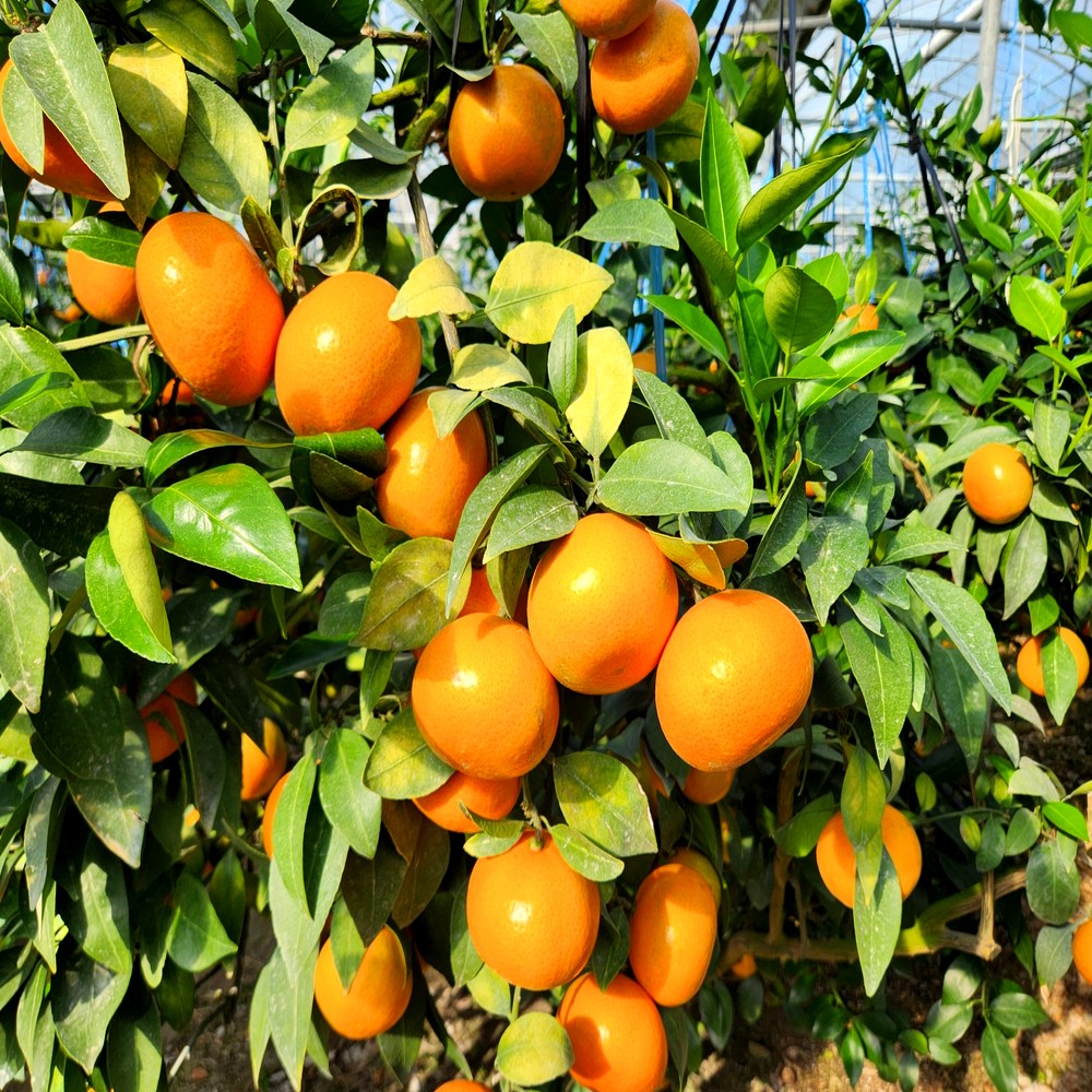 제주농가 노씨고집 정품 홍매향, 1개, 5kg 대 (정품) 63,900원