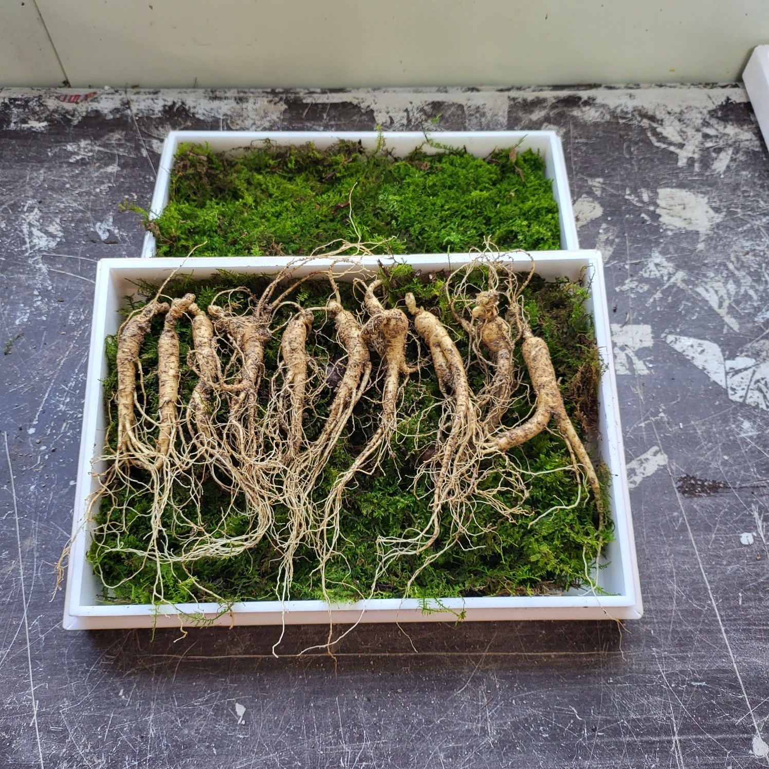 [수로] 강원도 전라도 1200고지 진짜 산삼 장뇌삼 산양삼 산양산삼 6년 정삼 + 서비스삼, 10g, 12개 64,790원