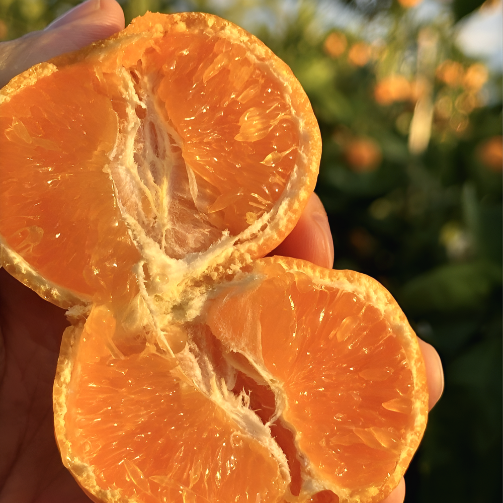 로얄당도 달콤절정 만다린 제주과일 카라향 13,800원