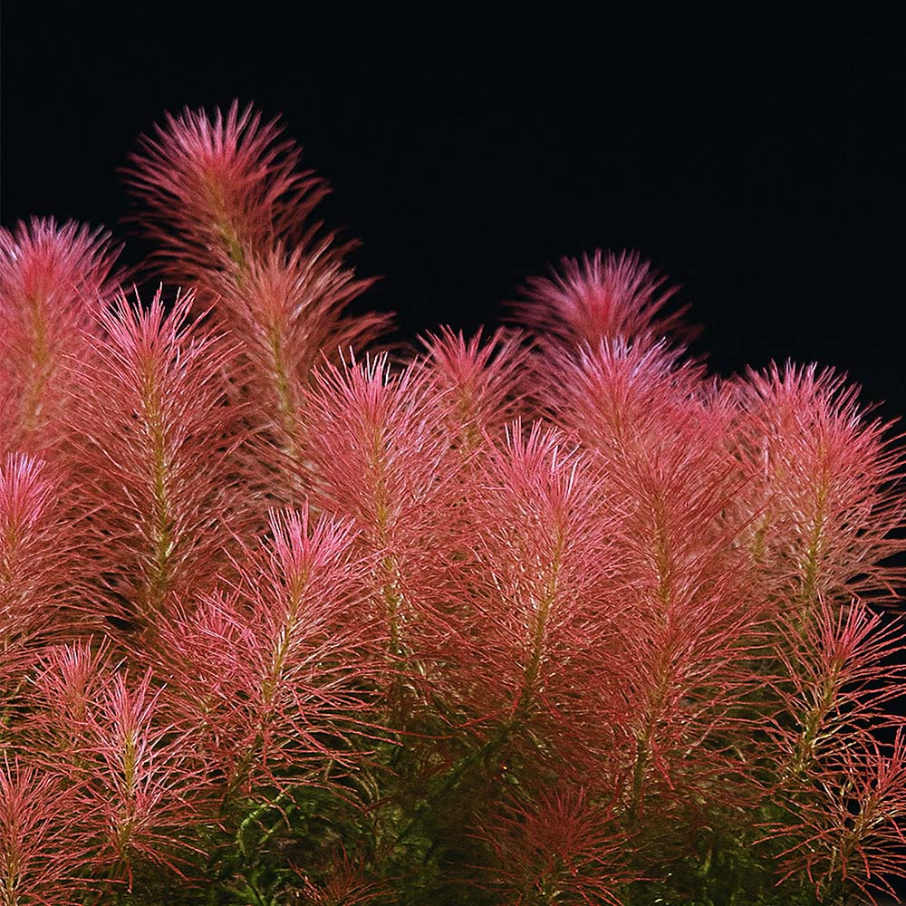 [수초대장] 로탈라 왈리키 (7촉) 중후경수초 6,200원