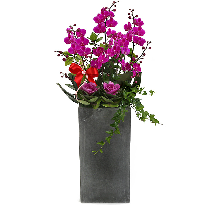 119플라워 (당일배송) 만천홍서양란 ST-H363 서양난 미니호접 호접난 행사용 환갑 승진 영전 전시회 개업 전국꽃배달 생일 기념일 꽃선물 꽃배달 126,100원