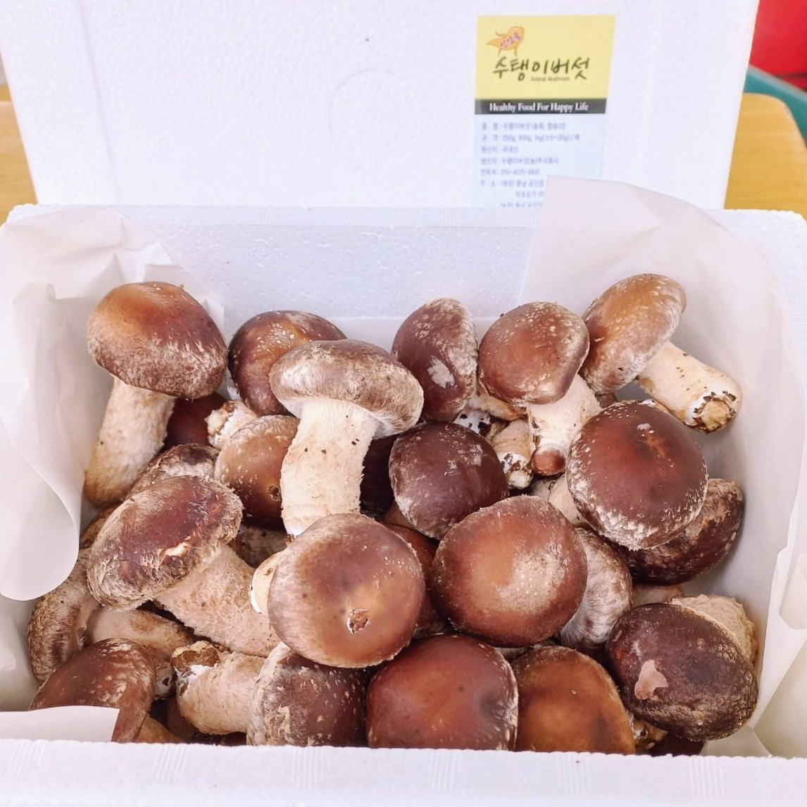 수탱이버섯, 송화버섯, 송고버섯, 솔송화버섯, 송로버섯, 표고버섯, 송이버섯, 선물용버섯, 송화건버섯, 1개, 6-실속형(1kg) 25,000원