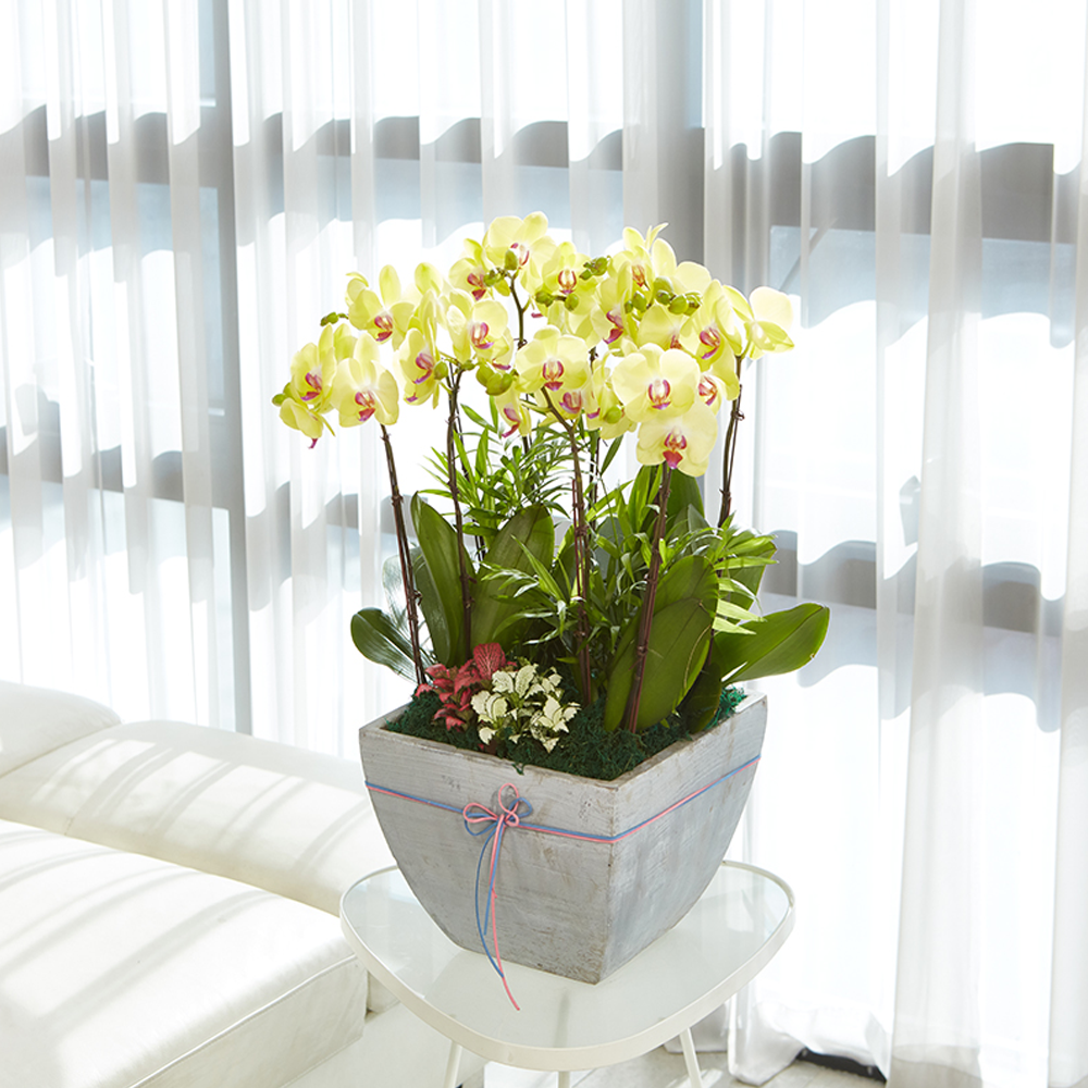 농원청년 서양란 옐로우호접란 4호 승진 취임 영전 개업 축하화분 난배달 꽃배달서비스 고급난 139,000원