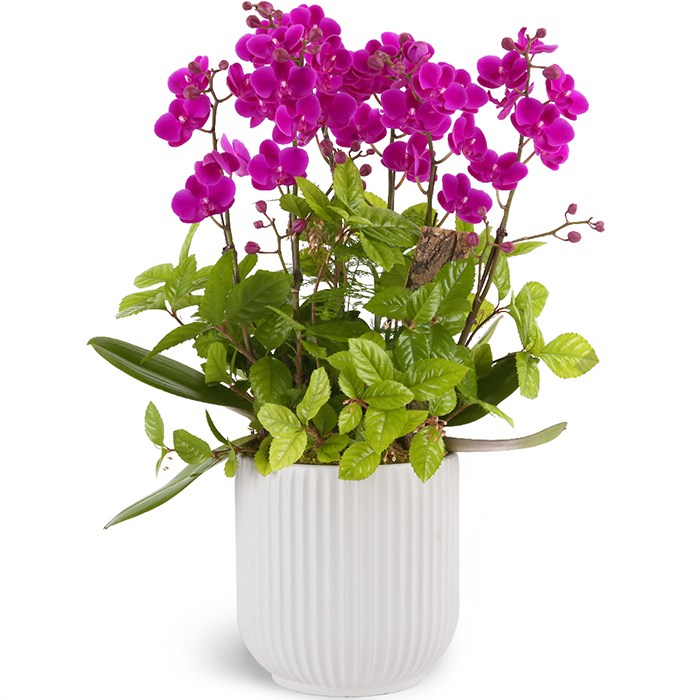 119플라워 (당일배송) 축하만천홍서양난 ST-H479 서양난 미니호접 호접난 행사용 환갑 승진 영전 전시회 개업 전국꽃배달 생일 기념일 꽃선물 꽃배달 126,100원