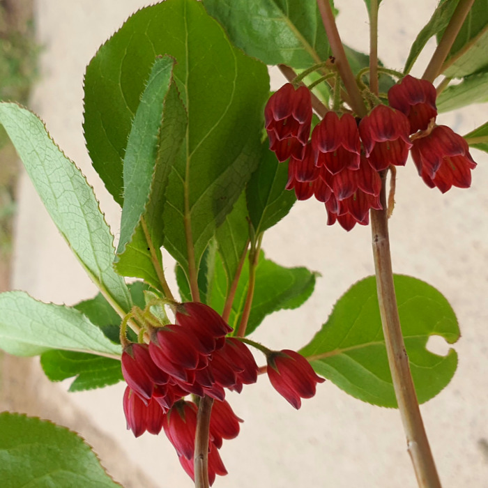 목하원예조경 베니사라사 단풍 철쭉나무 H100cm내외 화분 묘목 방울철쭉 개화주 노지월동 지역별가능, 1개, * 30,000원