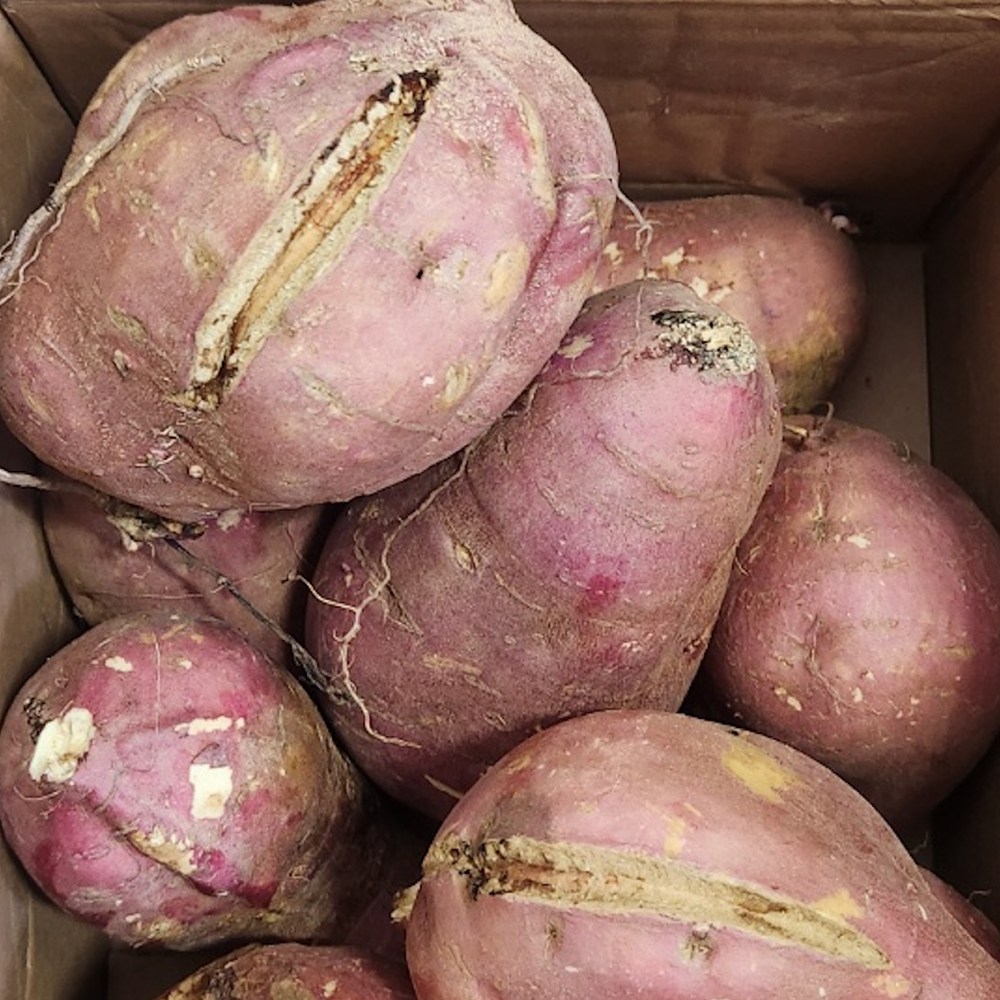 파머스넷 해남 꿀고구마 14,090원