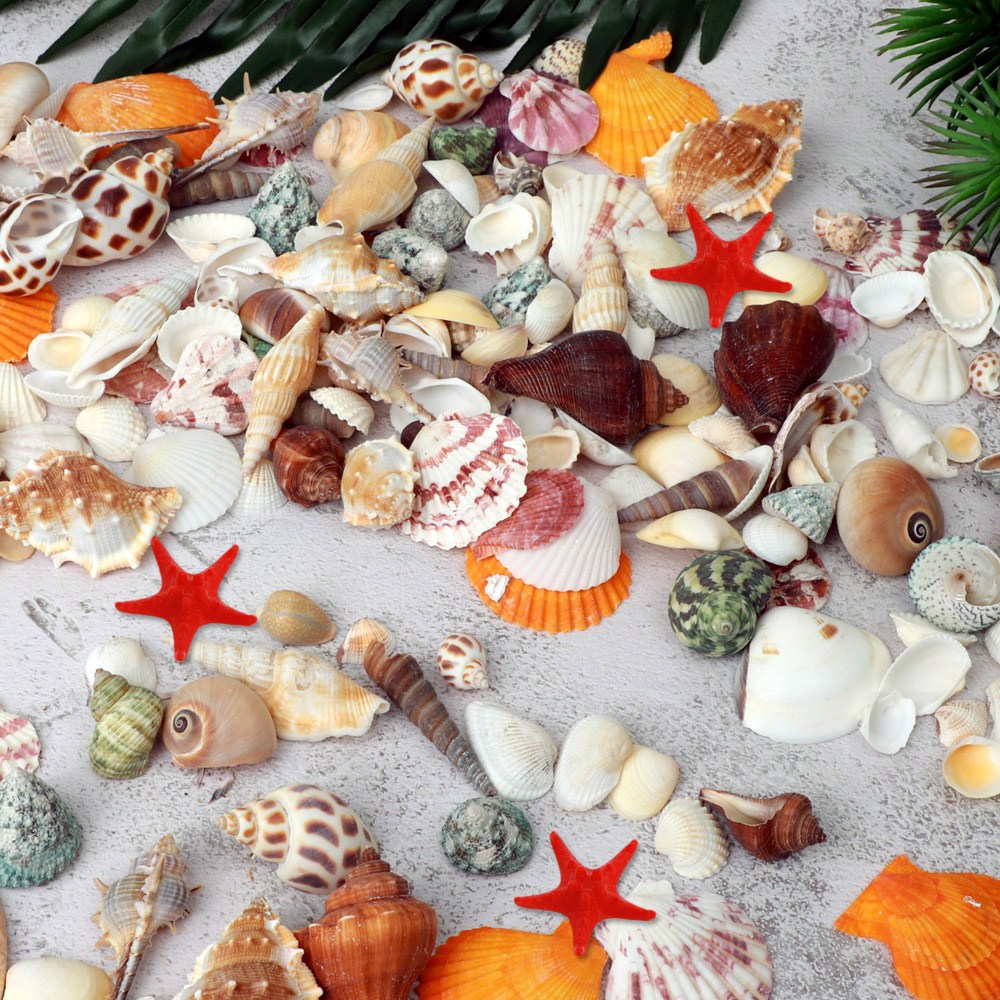 조개껍데기 조개껍질 조가비 소라고둥 미술 공예 만들기재료(100g 200g 1kg) 3,800원