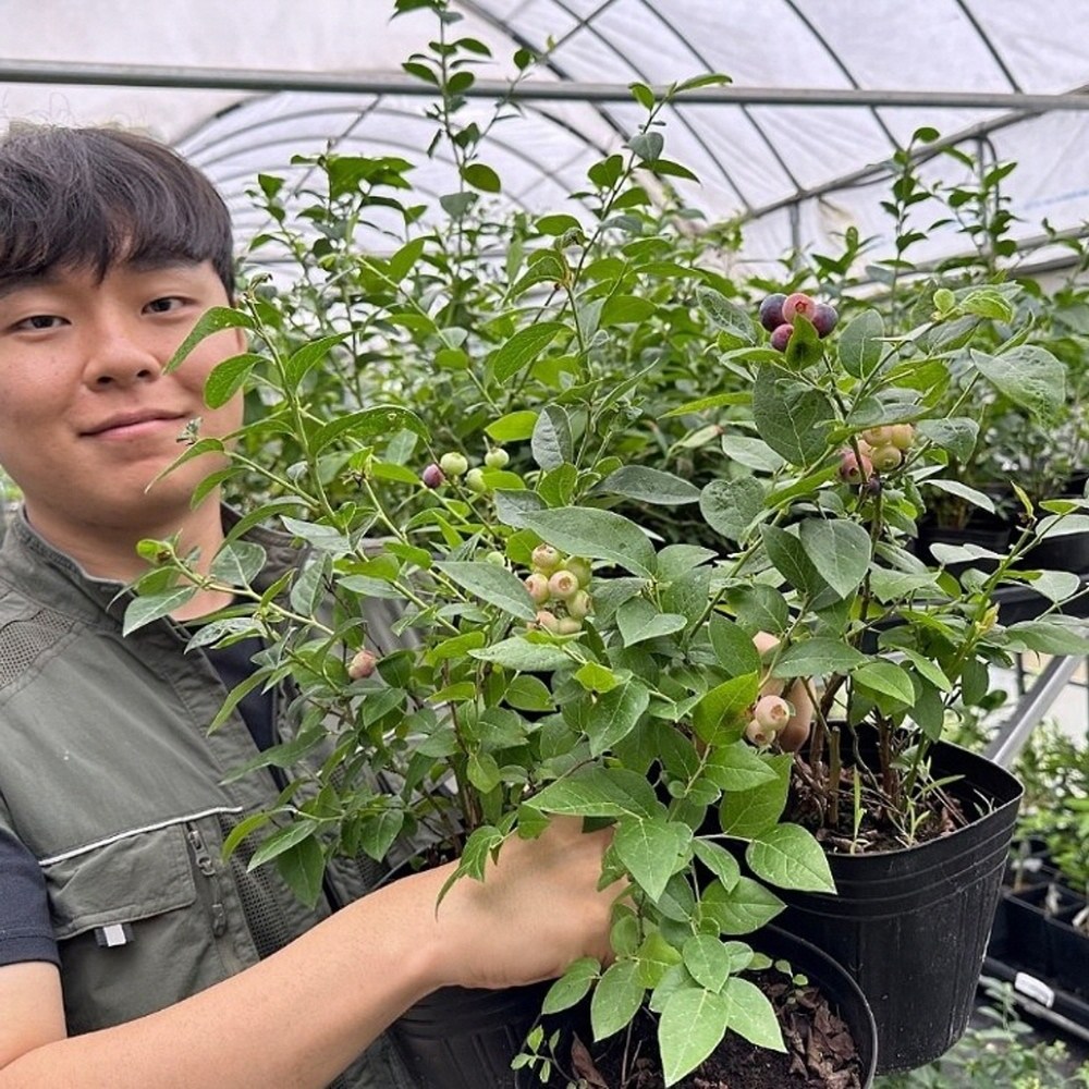 블루베리나무 묘목 티프 5치포트 2.5년, 1개, 듀크2.5년 5,900원