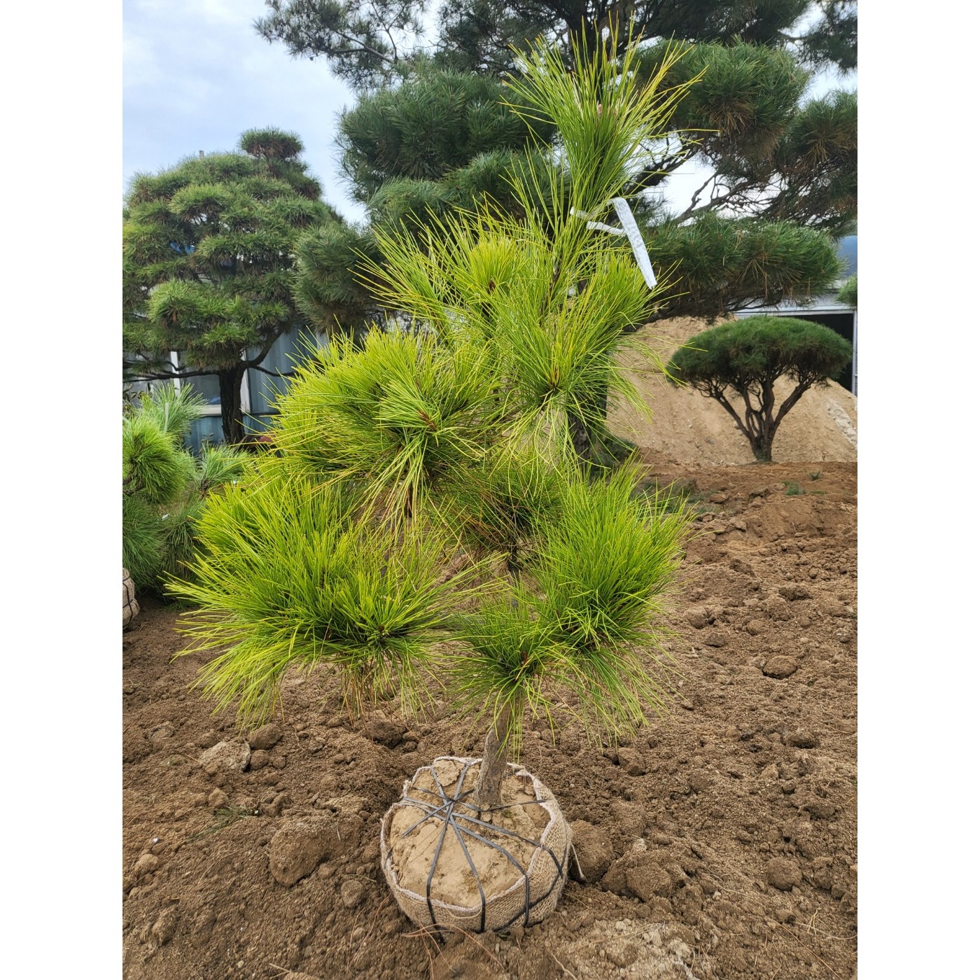 황금소나무 조형 조경수 7년생 충청농원 75,000원