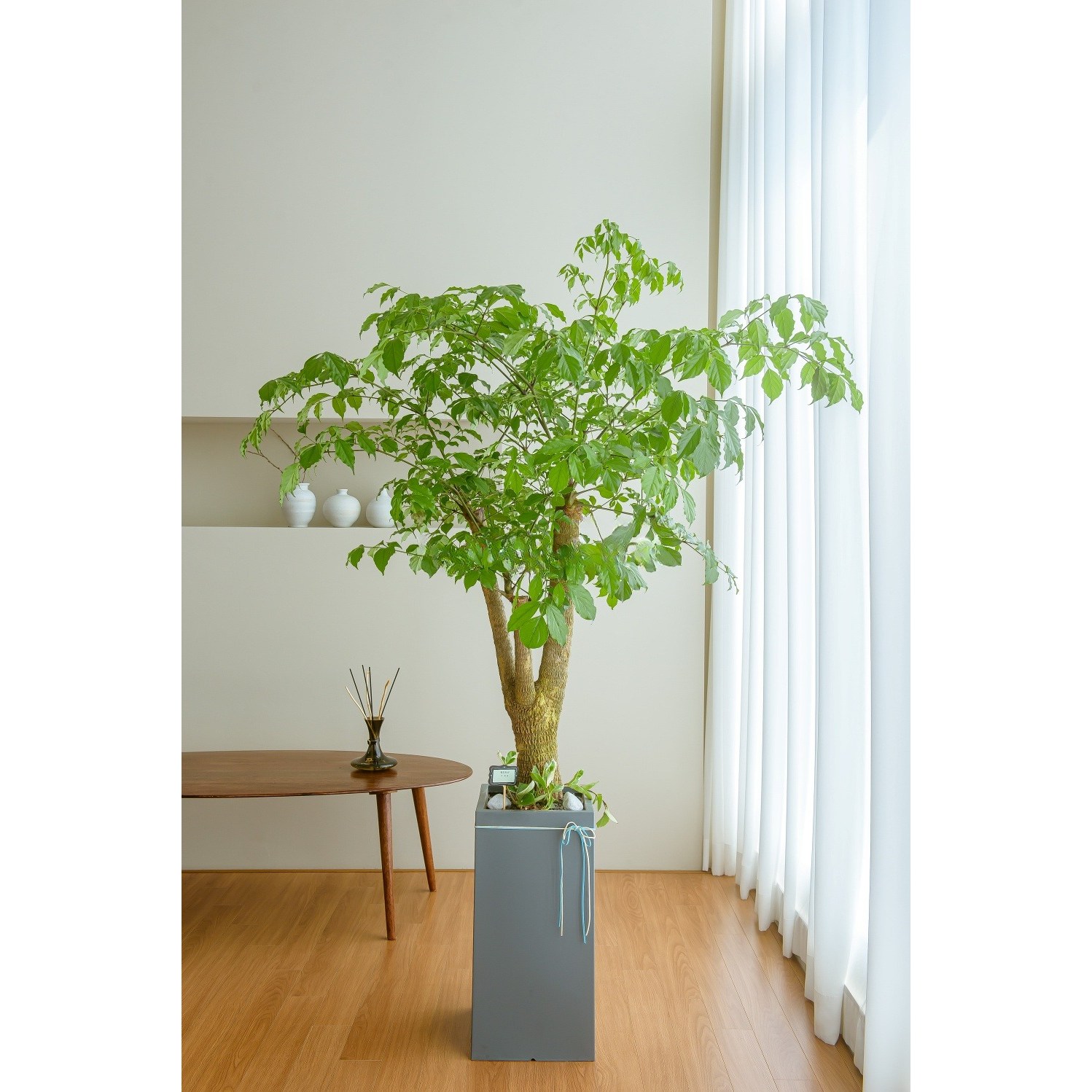 나눔플라워 전국 관엽식물 금전수 스투키 해피트리 행운목 극락조 고무나무 개업축하 실내공기정화 사무실식물 나무배달서비스, 해피트리 B, 1개 114,000원