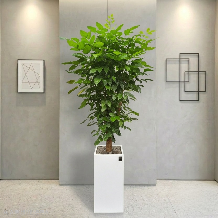 에코플랜트(서랍형받침+리본증정+당일배송) 개업식 대형 파키라 행운목실내 식물 카페 사무실 이전 축하 화분, 02. 녹보수 흰색, 1개 99,000원