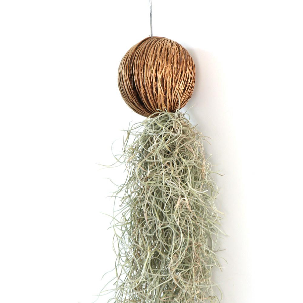 갑조네 틸란드시아 모음 이벤트 에어플랜트 공기정화식물 인테리어 식물 행잉플랜트 7,700원