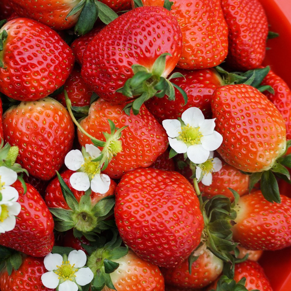 [선별특품] 딸기 논산 설향 고당도 프리미엄 생딸기 최상급 당일발송 디아머스 23,100원