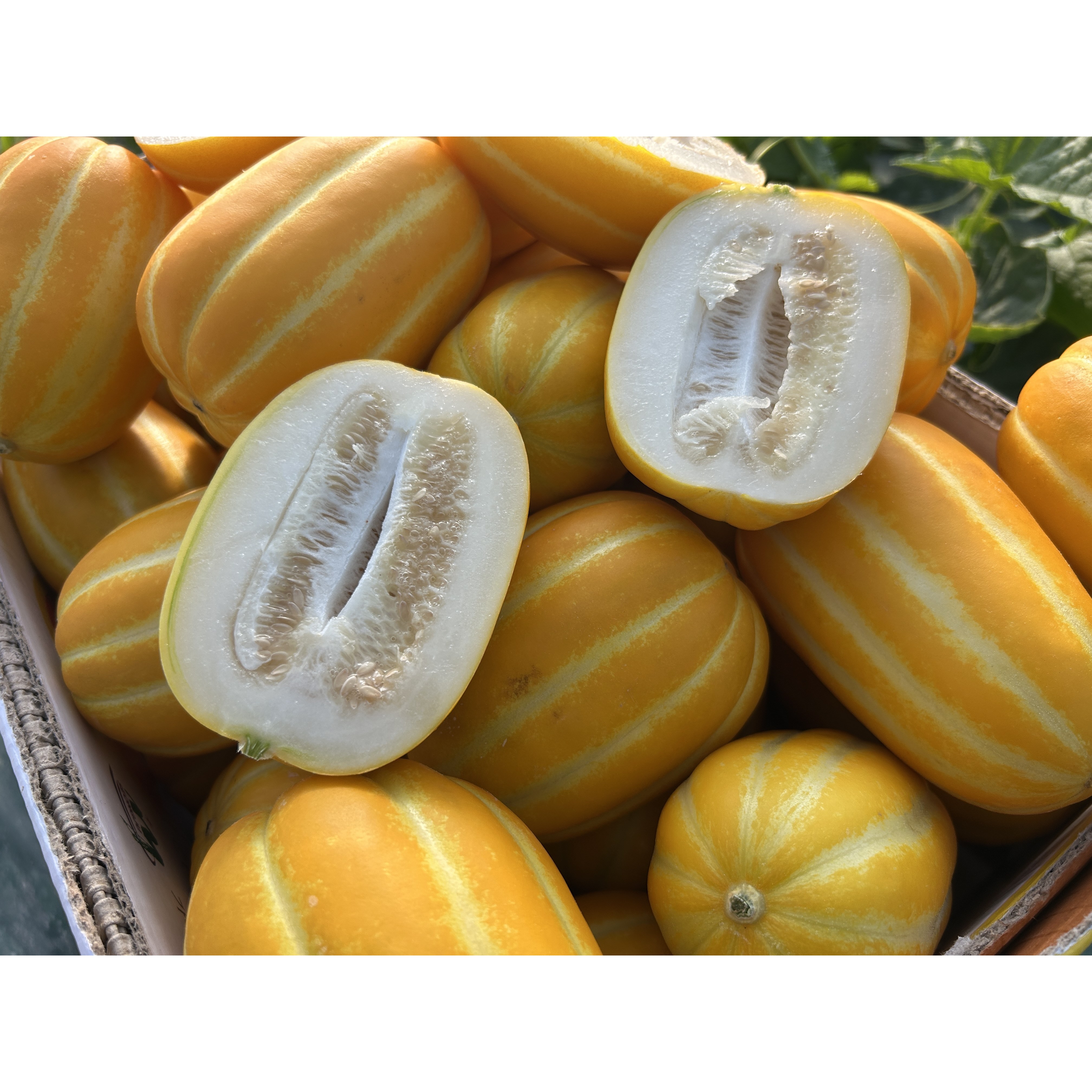 [파격특가!]  산지직송 당도선별 당일수확 성주 꿀 참외 19,900원