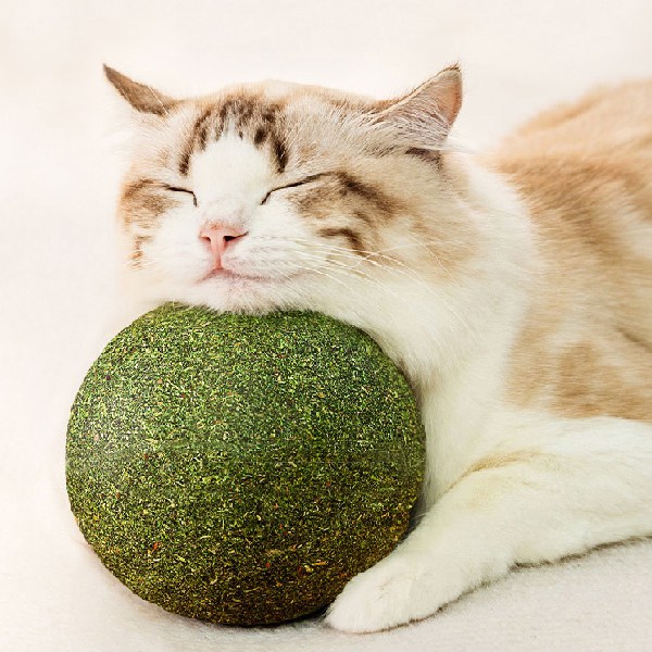 고냥냥 대왕 캣닢볼 고양이 장난감, 1개 8,800원