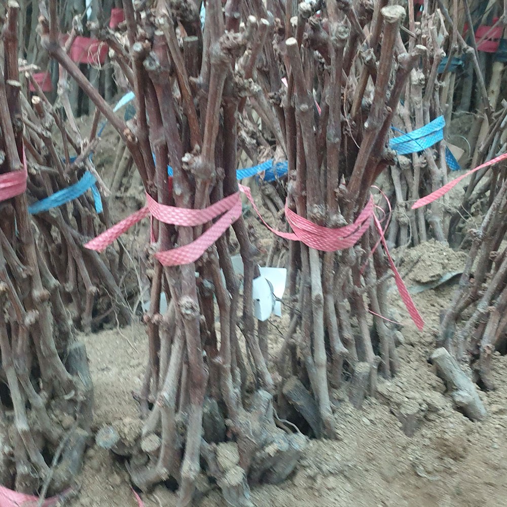 [경북농원] 포도나무 삽목묘 접목묘 /캠벨/거봉/머루포도(MBA)/샤인머스켓/블랙사파이어, 1개 4,500원