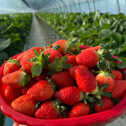 담양 산지직송 고당도 설향 딸기 43,900원