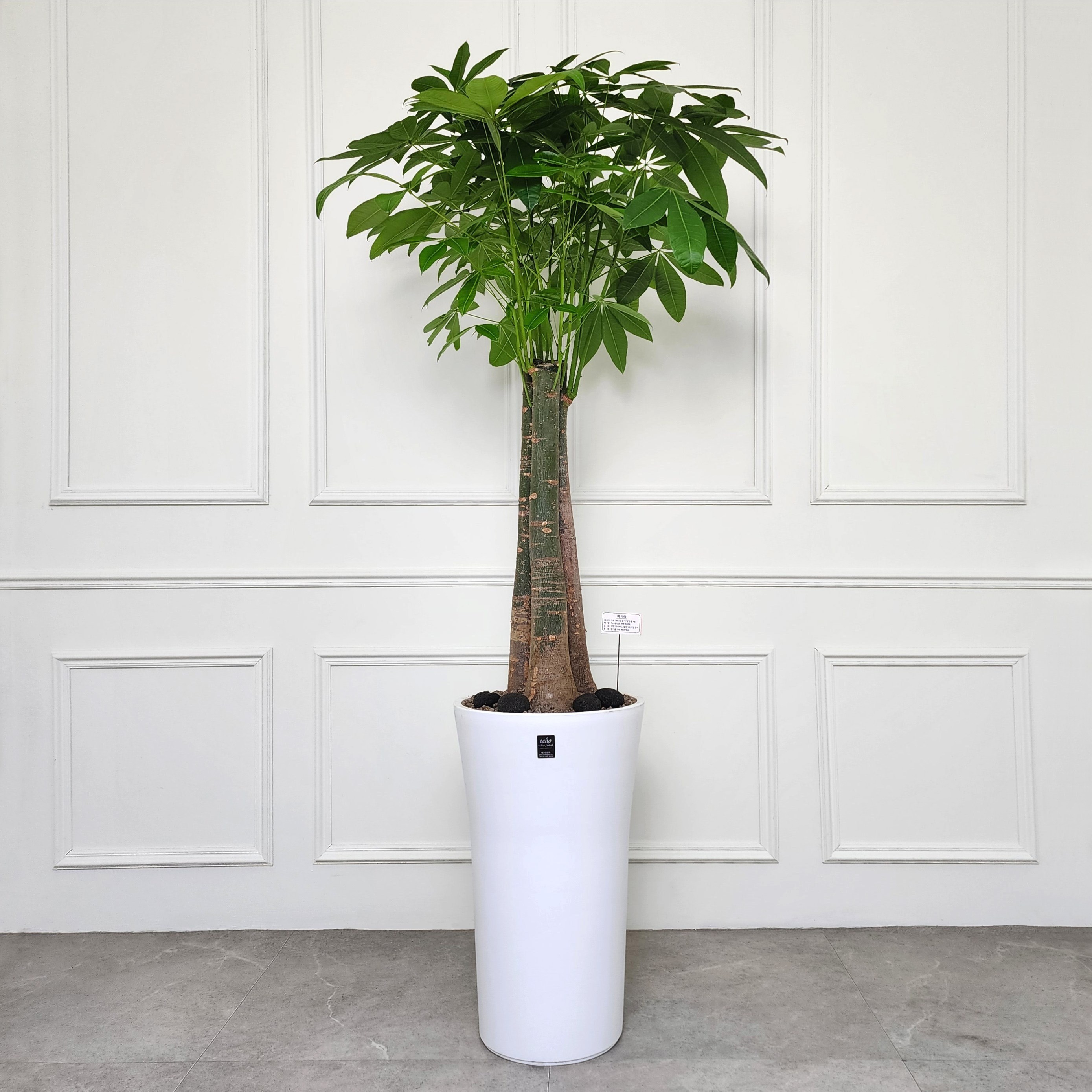 에코플랜트(서랍형받침+리본증정+당일배송) 몬스테리아 파키라 돈나무 공기정화 실내 거실 식물 개업 축하 화분 99,150원