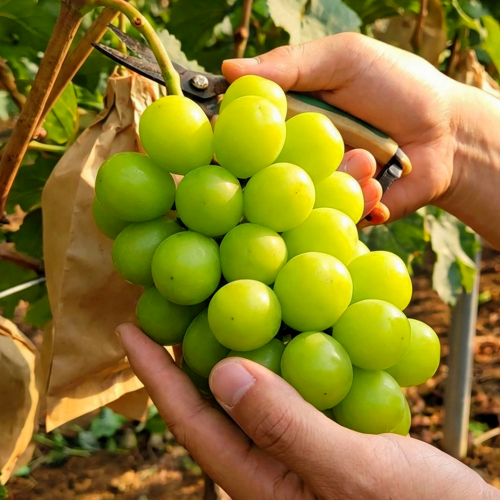 [다정한과일] 품질보장 당도보장 씨없는 샤인머스켓 청포도, 1박스, 2kg(3~4수) 30,000원