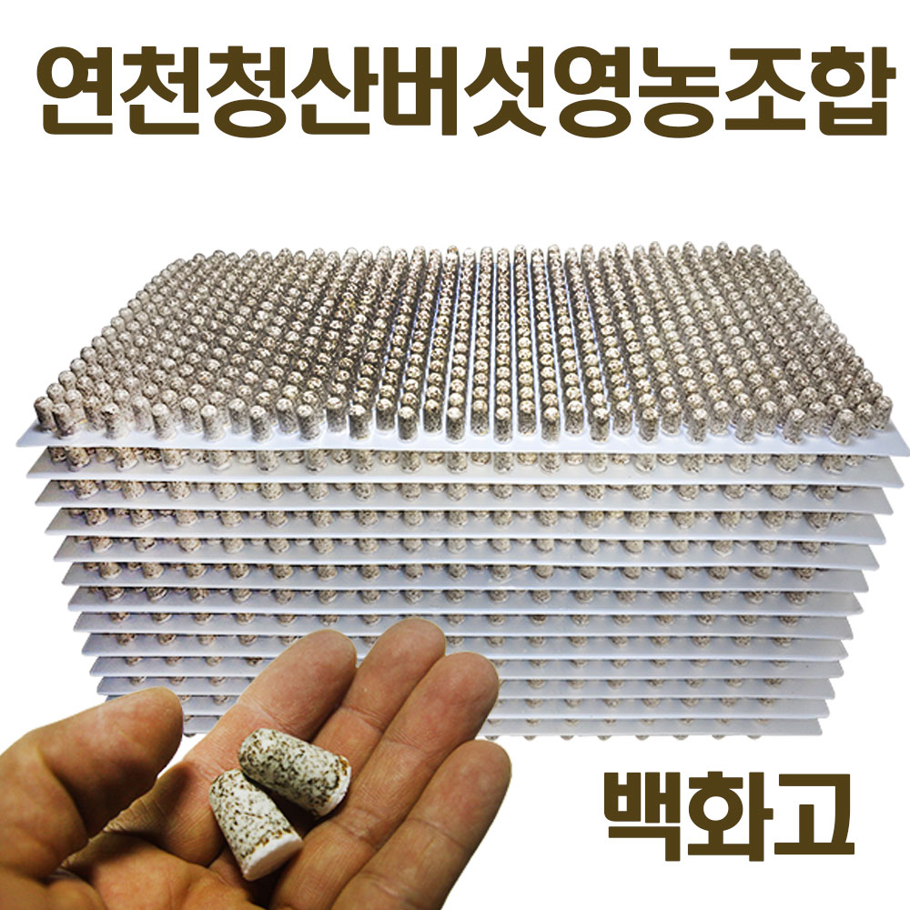 2026년 백화고 표고버섯 종균 버섯키우기 성형종균 총알 607구 26,000원