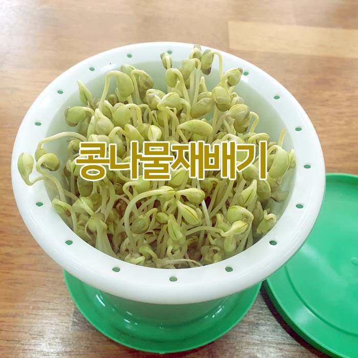콩나물재배기 콩나물키우기 수경재배기, 1개 6,900원