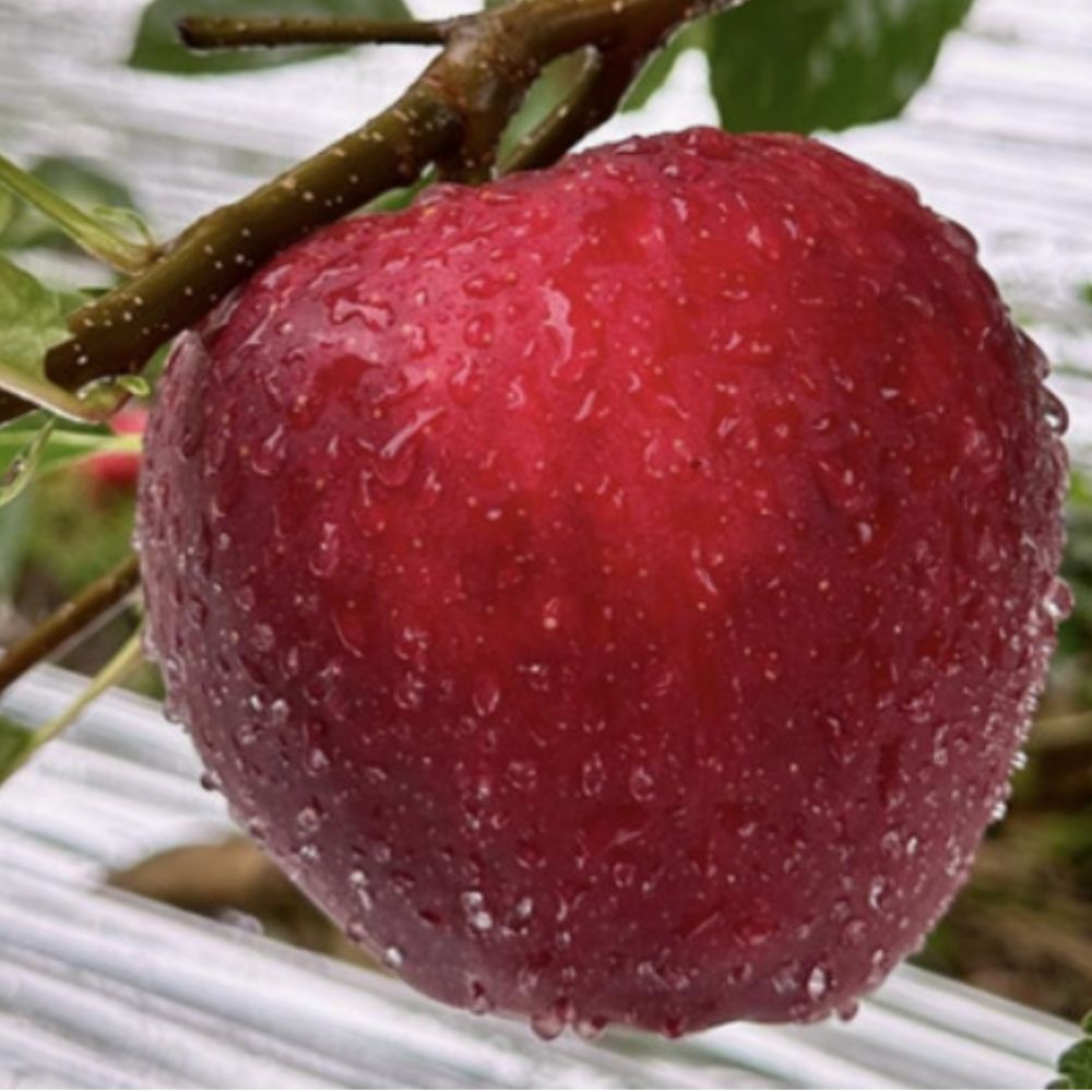 문경 감홍 사과 꿀 감흥 흠집 가정용 선물용 128,600원