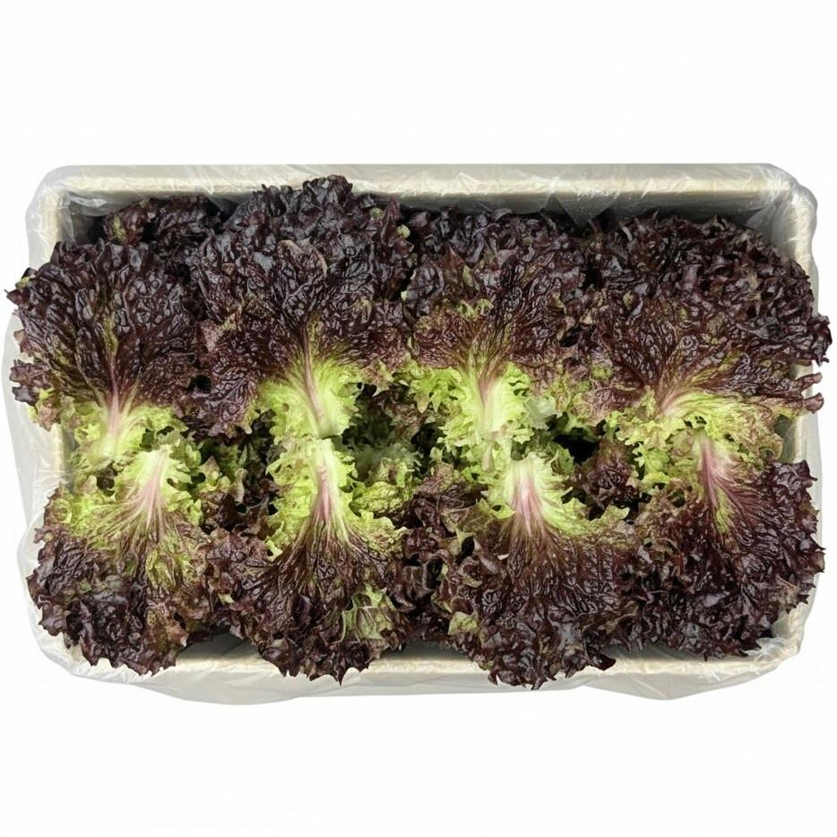 [신선보장]농진사 적상추 꽃상추 국내산 특품 16,400원